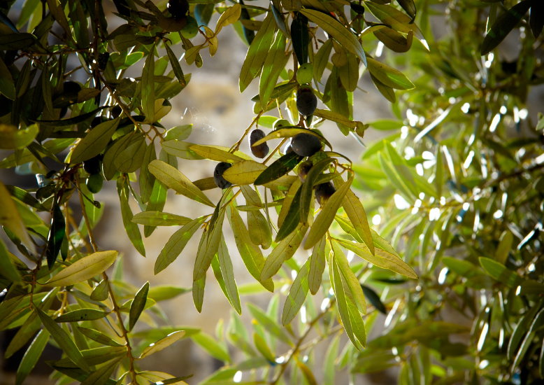 propiedades de las hojas del olivo